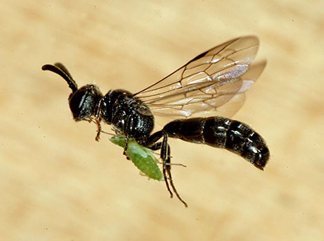 silk-weaving wasp and mud nest construction