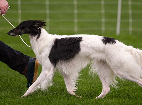 silken windhound and elegant appearance