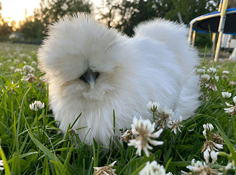 silkie chicken fluffy feathers and backyard habitat