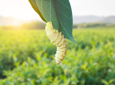 silkworm larva feeding on mulberry leaf in natural habitat