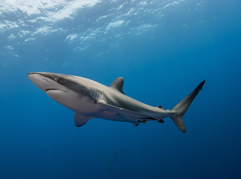 silky shark tropical seas and streamlined body