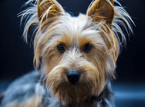 silky terrier and small breed characteristics