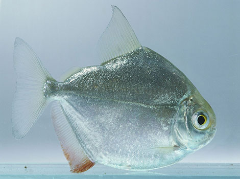 silver dollar fish schooling behavior and Amazon habitat