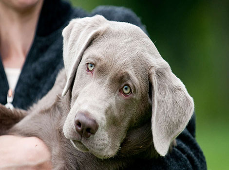 silver labrador and dilute gene trait
