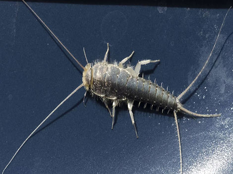 silverfish damp habitat and metallic scales