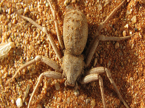 six-eyed sand spider desert habitat and ambush hunting