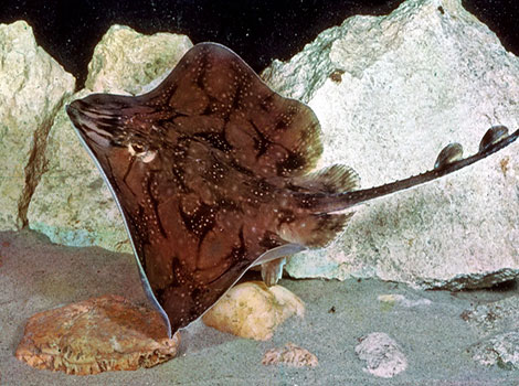 skate fish bottom-dwelling and sand camouflage