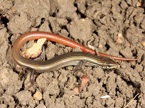 skink lizard terrestrial habitat and tail regeneration