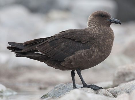 skua bird and predatory seabird in flight