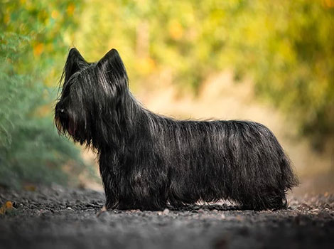 skye terrier and double coat features