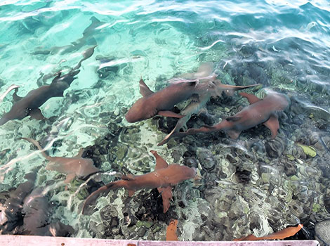 sleeper shark and slow-swimming predator