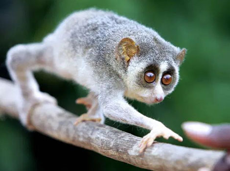 slender loris insectivorous behavior and dense forest habitat