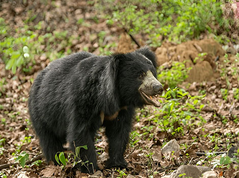 sloth bear honeycomb retrieval and tree scaling behavior