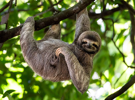 sloth hanging in tropical forest canopy