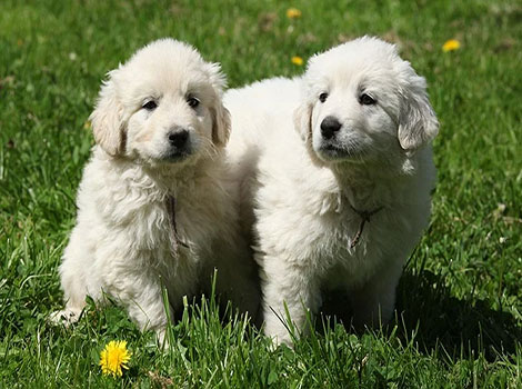 slovak cuvac and loyal livestock guardian dog