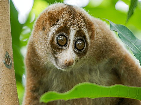 slow loris and nocturnal primate behavior