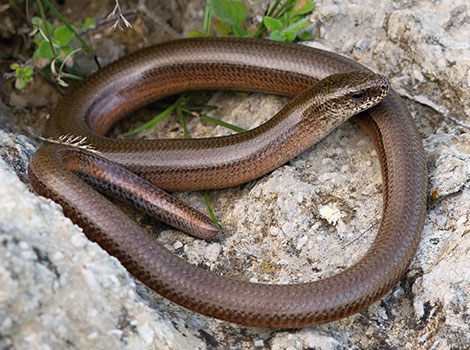 slow worm and legless lizard anatomy