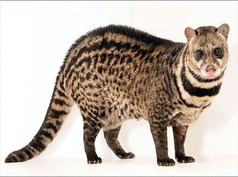 small indian civet nocturnal behavior and burrow habitat