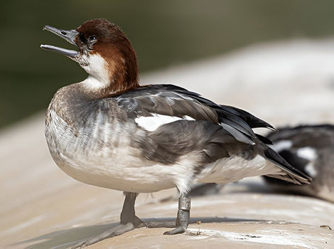smew diving behavior and northern lake habitat