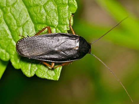 smokybrown cockroach indoor invader and humid climate dependency