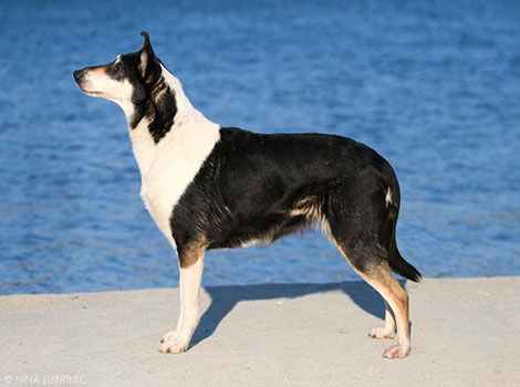 smooth collie herding behavior and sleek coat