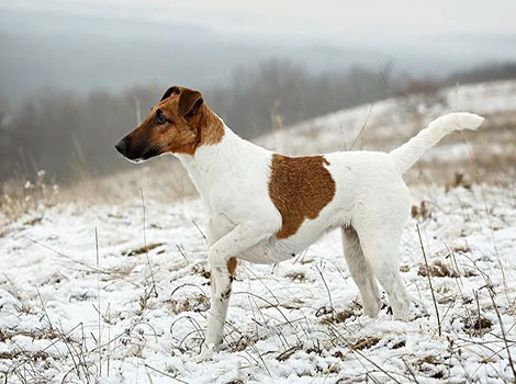 smooth fox terrier with energetic personality