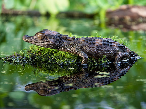 smooth-fronted caiman terrestrial behavior and nocturnal hunting
