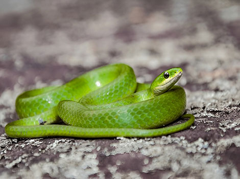 smooth-green-snake-nonvenomous