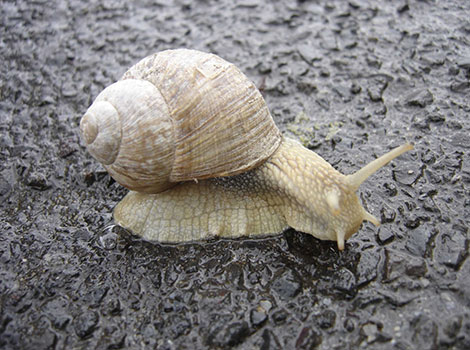 snail and slow-moving mollusk on leaf
