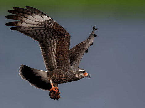 snail kite wetland habitat and prey hunting