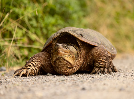 snapping turtle freshwater habitat and rugged shell