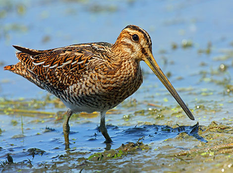 snipe marsh habitat and foraging behavior