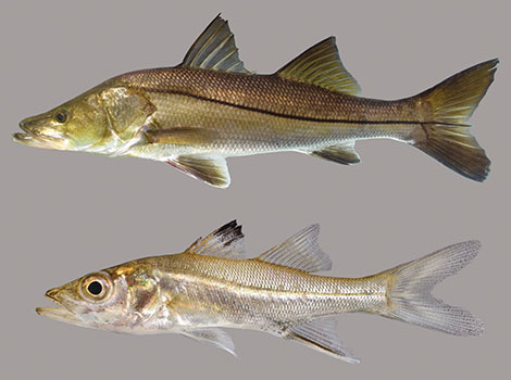 snook fish mangrove habitat and ambush predator behavior