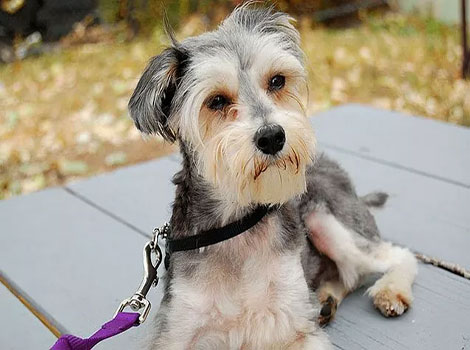 snorkie hybrid breed and playful temperament