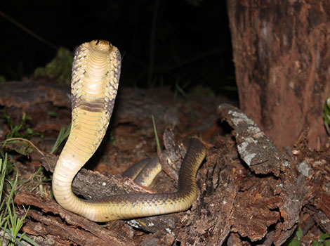 snouted cobra and venomous african snake