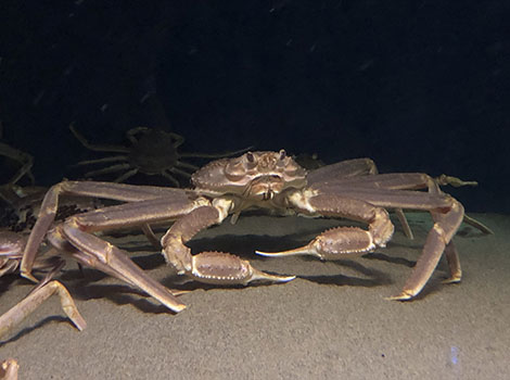 snow crab marine habitat and pincer communication behavior