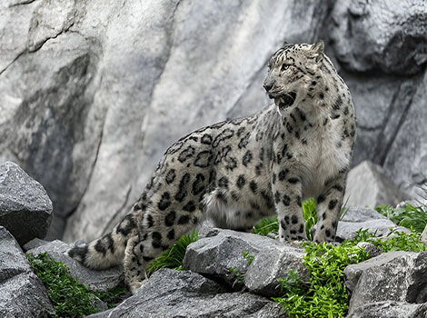 snow leopard with spotted coat in high-altitude habitat