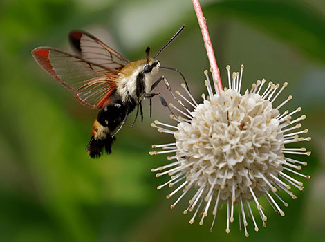 snowberry clearwing moth nectar feeding and hovering behavior