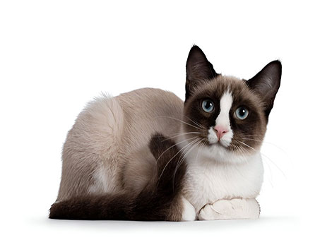 snowshoe cat and affectionate nature