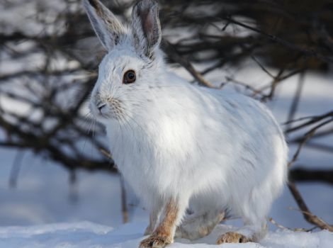 snowshoe hare white fur and winter adaptation