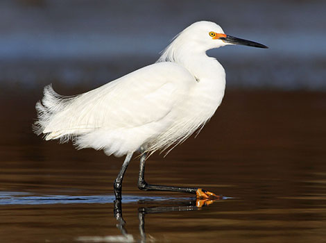 snowy egret white plumage and shallow water foraging behavior