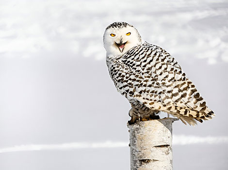 snowy owl with white feathers flying over Arctic tundra