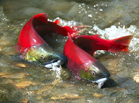 sockeye salmon and spawning migration
