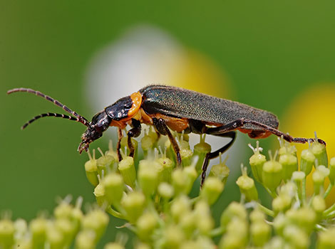soldier beetle beneficial insect and flower pollinator behavior