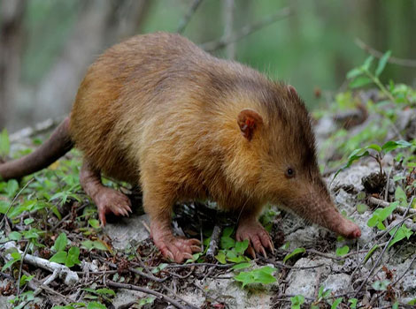 solenodon nocturnal behavior and elongated snout