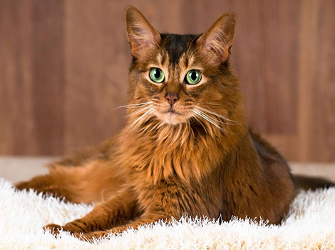 somali cat with bushy tail and long fur