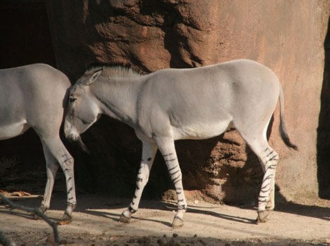 somali wild ass desert habitat and striped legs adaptation