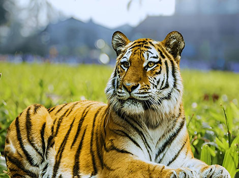 south china tiger dense vegetation and ambush hunting