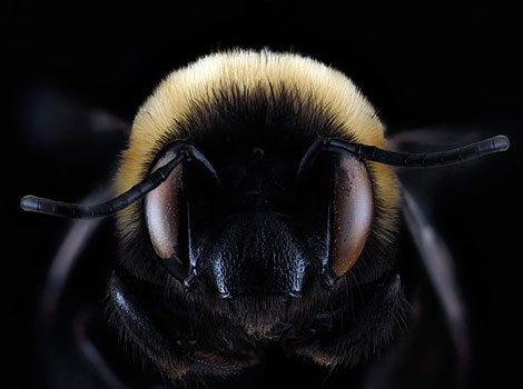 southeastern blueberry bee and efficient pollination