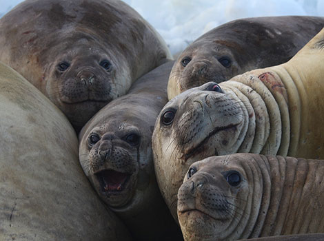 southern elephant seal and antarctic marine mammal